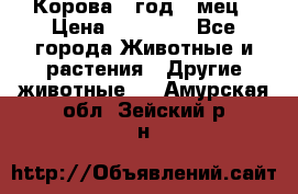 Корова 1 год 4 мец › Цена ­ 27 000 - Все города Животные и растения » Другие животные   . Амурская обл.,Зейский р-н